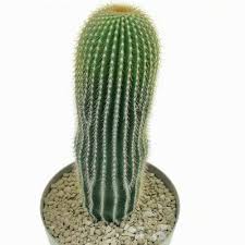 Image result for Neobolusia