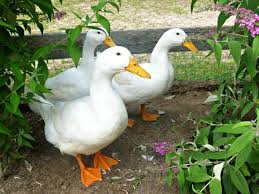 Duck Breeds For Backyard Flocks Hgtv