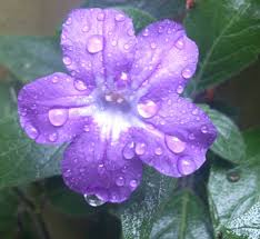 Image result for Vandellia humilis