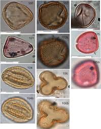 Image result for Ascolepis capensis