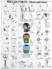 Healthquest St John Neuromuscular Anatomy And Massage Charts