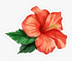 Transparent Hibiscus Flower Png Realistic Hibiscus Flower Drawing Png Download Kindpng Anyone can use this the rar file contains the psd file of the flower to make it easier to recolor. transparent hibiscus flower png