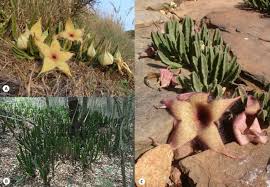 Image result for Stapelia gigantea