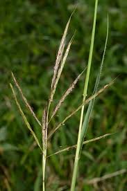 Image result for Bothriochloa bladhii