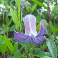 Image result for Clematis simensis