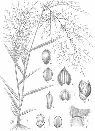 Image result for Panicum trichonode