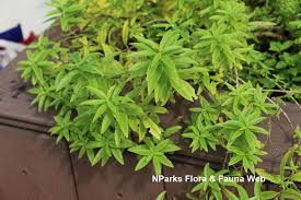 Image result for Aloysia citrodora