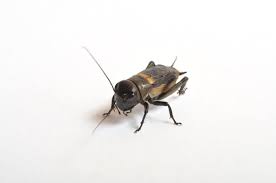 How to get rid of. How Do Crickets Get Into Your House The Bug Master Pest Control And Disinfecting