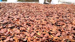 Mahogany trees are part of a growing group of endangered tropical hardwoods that have become increasingly expensive due to export bans on mahogany tree, endangered tropical hardwood. Mahogany Seed Benefits And Side Effects Fruit Benefits Seeds Fruit Seeds