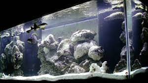 300 gallon fish tanks & aquariums (glass & acrylic). Jkfish Tank Tour 300 Gallon Shark And Predator System Youtube