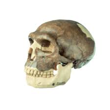 The neanderthal, a species of the genus homo, was a near relative of our own species.its scientific name is homo neanderthalensis or homo sapiens neanderthalensis. Schadel Rekonstruktion Von Homo Neanderthalensis Somso Modell Conatex Lehrmittel