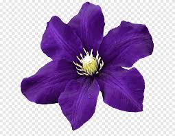 Many of these flowers will bloom in late spring or late summer, and we. Leather Flower Common Hibiscus Petal Violet Flower Purple Violet Png Pngegg