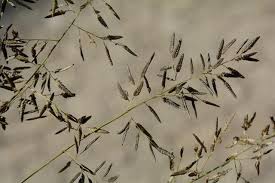 Image result for Eragrostis minor