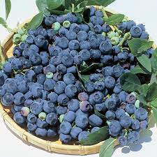 How do you care for blueberries? Blueray Blueberry Blueberry Plants Stark Bro S