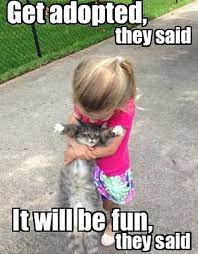 Get Adopted They Said Cat And Dog Memes Funny Cat Memes Funny Cats And Dogs