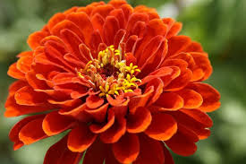 Image result for red and orange flowers