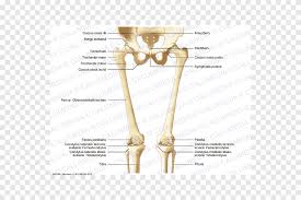 Cancer of the skull puts pressure on the brain, causing neurological symptoms. Finger Bone Hip Knee Human Leg Skeleton Angle Text Png Pngegg