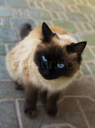 One could purchase it for 11 galleons. Siamese Cat With Dark Blue Eyes A Stock Image Colourbox