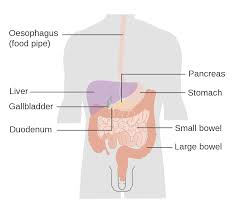 Check spelling or type a new query. File Diagram Showing The Parts Of The Digestive System Cruk 324 Svg Wikimedia Commons
