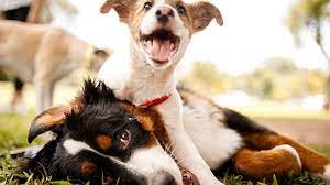 As an admirer of a breed, you'll clearly be more knowledgeable about them, and that's all you need. How To Start A Dog Breeding Business Truic