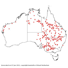 Image result for Sporobolus molleri