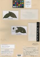 Image result for Crossopetalum mossambicense