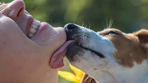 Why Do Dogs Lick Your Face And Should You Stop This Behavior
