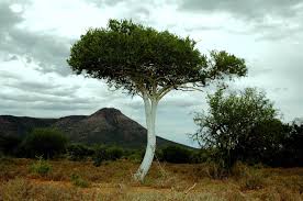 Image result for Boscia foetida