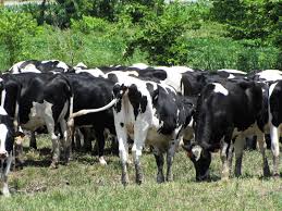 Why Aren T You Mooooooning Him Cow Heifer Calves