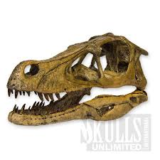 Velociraptor Skull Velociraptor Mongoliensis Wds 07 Velociraptor Dinosaur Velociraptor Animal Bones