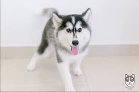 The First Husky Cafe In Kl Is Now Open Buro 24 7 Malaysia