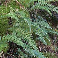 Image result for Polypodiaceae