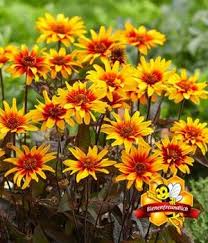 Bestellung, der service und der kundendienst. Bienenpflanzen Online Bestellen Kaufen Bei Baldur Garten In 2020 Bienenpflanzen Pflanzen Mittagsblume