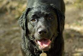 Accumulation of moisture on the skin. Wet Dog Smell How To Get Rid Of It And Why It Happens