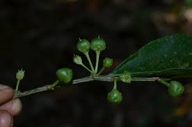 Image result for Rinorea