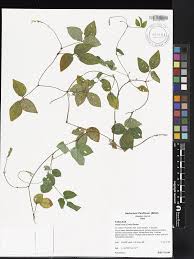 Image result for Vigna hosei