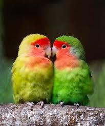 September Bird Of The Month Pin Su Birds