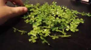 Floating plants are a great addition to a freshwater fish tank because they aggressively feed off the water column and are therefore great at controlling excessive nutrients. Plastic Floating Plants For Aquarium And Reptile Water Bowls Youtube