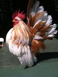My Pet Serama Boy Beautiful Chickens Fancy Chickens Chickens