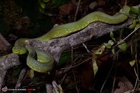 Image result for Xyris peteri