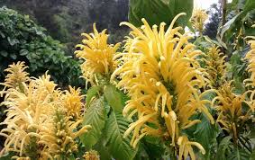 Image result for Justicia aurea