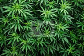 Hgtv gardens shows you how to tackle the toughest of garden weeds. Cannabis Wallpaper Marijuana Plant Background Leaf Pattern Leinwandbilder Bilder Wachsen Blatt Landwirtschaft Myloview De