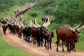 How much did rutendo buffalo cow sell for? South Africa S Deputy President Sells Ankole Bull At Shs17 Million Daily Monitor