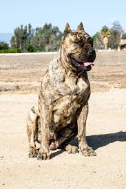 Reverse Brindle Presa Canario Female Presa Canario Beautiful Dogs Large Dog Breeds