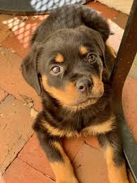 Does the dog in your life have a cat in theirs? Roy Orbison Jr On Twitter Our Newest Addition A Baby Girl Rottweiler She S Had Three Names Already I Wanted To Name Her Peritas After Alexander The Great S Dog Roy 3 Wanted To