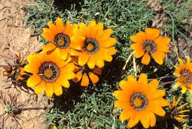 Image result for Gazania krebsiana