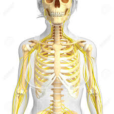 Female anatomy includes the external genitals, or the vulva, and the internal reproductive organs. Illustration Of Female Ribcage With Nervous System Stock Photo Picture And Royalty Free Image Image 44272669