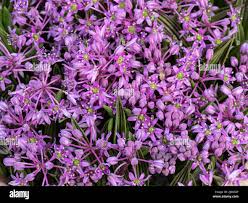 Image result for Ledebouria cooperi
