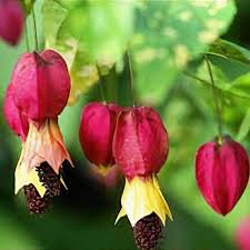 Image result for Abutilon sp.no.2