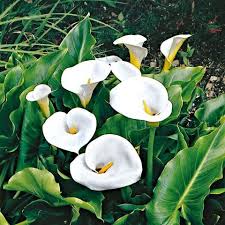 Bakker Com Gartencenter Pflanzen Und Blumenzwiebeln Online Kaufen In 2020 Lilienpflanze Pflanzen Lilie Garten